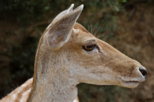 Bambi, Cornellskop